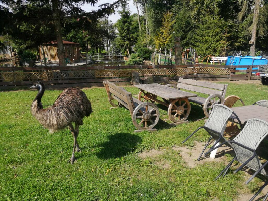 emu i ławki do siedzenia