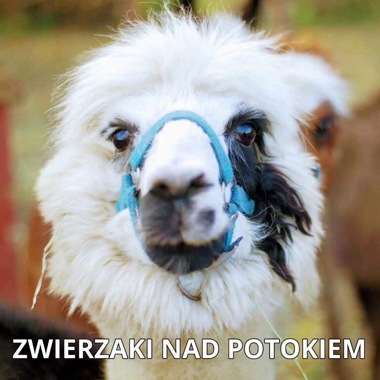 Read more about the article Jak karmić alpaki – co jedzą latem i co zimą
