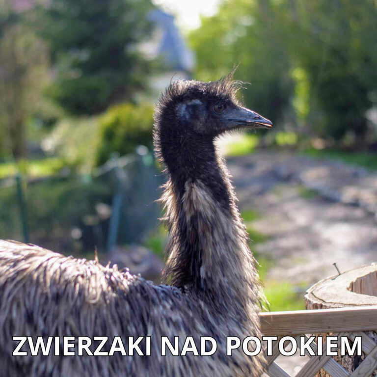 Read more about the article 20 Ciekawostek o Emu