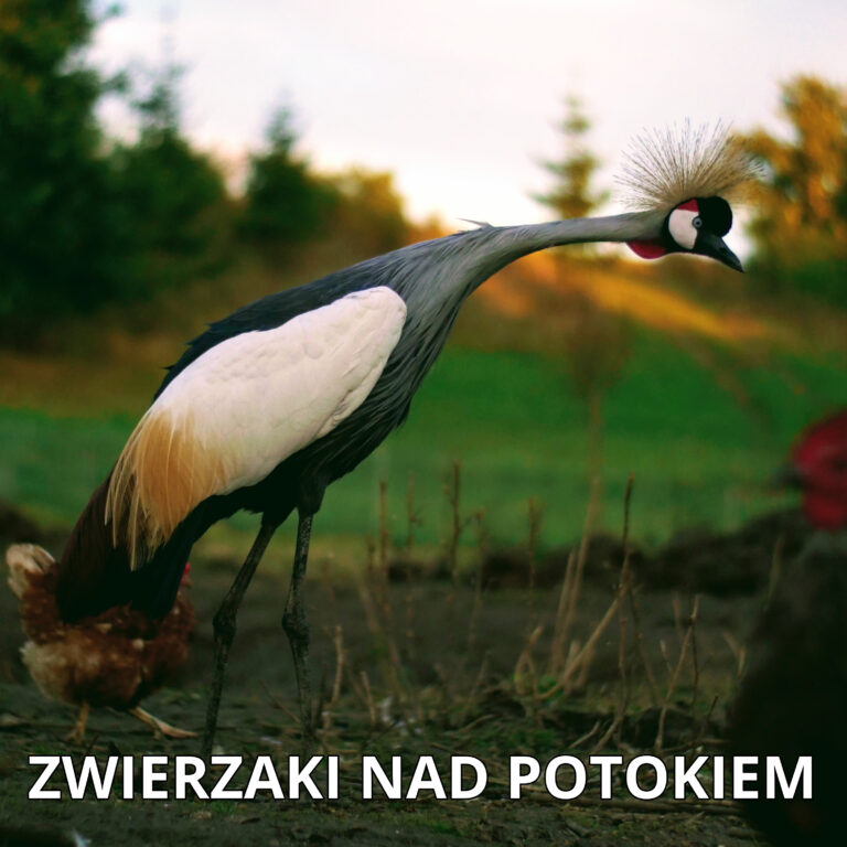 Read more about the article 30 Ciekawostek o Żurawiach
