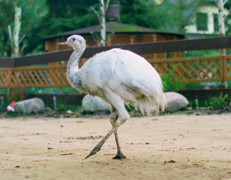 Read more about the article 10 Ciekawostek o Nandu