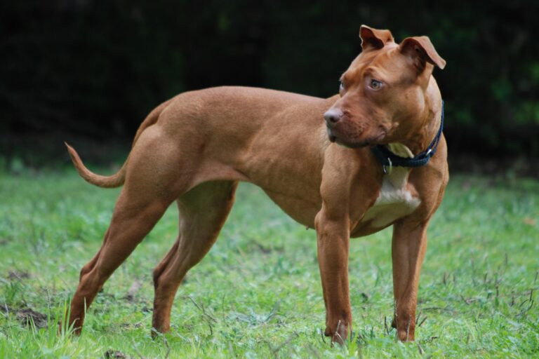 Read more about the article Amerykański pitbulterier (pitbul) – cena, hodowla, porady