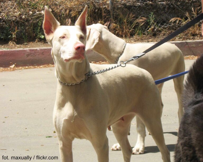 Read more about the article Doberman biały – co to za pies, hodowla, cena