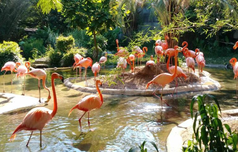 Read more about the article Co jedzą flamingi: wszystko o odżywianiu flamingów
