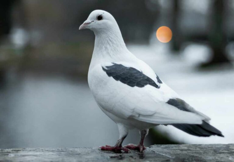 Read more about the article Co Jedzą Gołębie: Czy Jedzą Owoce?
