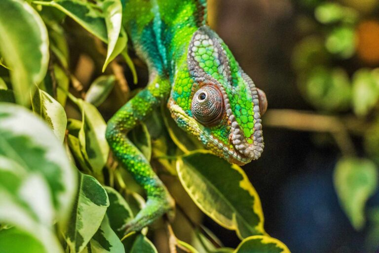 Read more about the article Jaka jest cena kameleona? Żywienie, koszt terrarium i żywienie