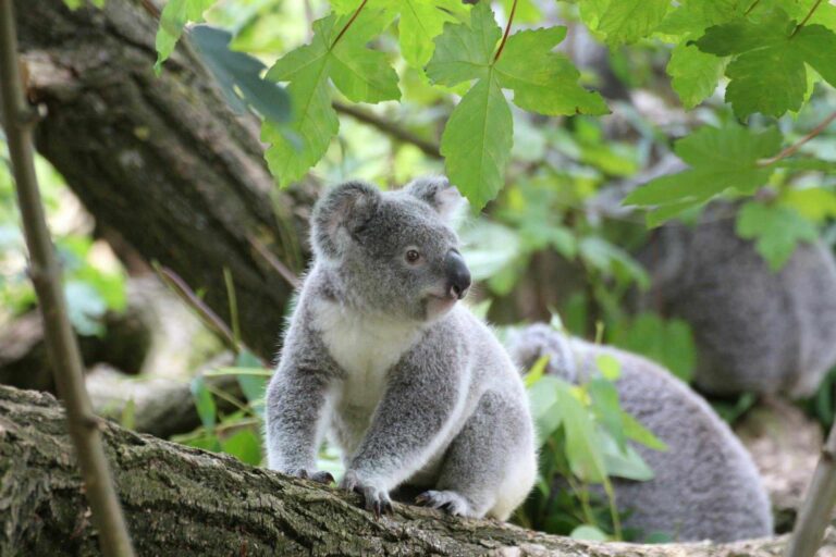 Read more about the article Co je i pije koala: żywienie i gatunki eukaliptusów które jedzą