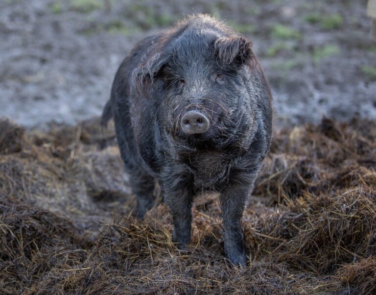 Read more about the article 10 rzeczy, których nie wiesz o świniach mangalicach
