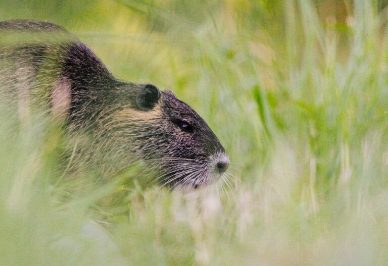 Read more about the article Wszystko o Karmieniu Nutrii: Porady dla Hodowców i Miłośników Zwierząt