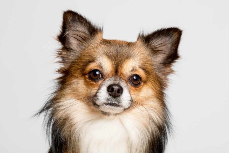 Read more about the article Chihuahua długowłosa – opis, pielęgnacja i ile żyje