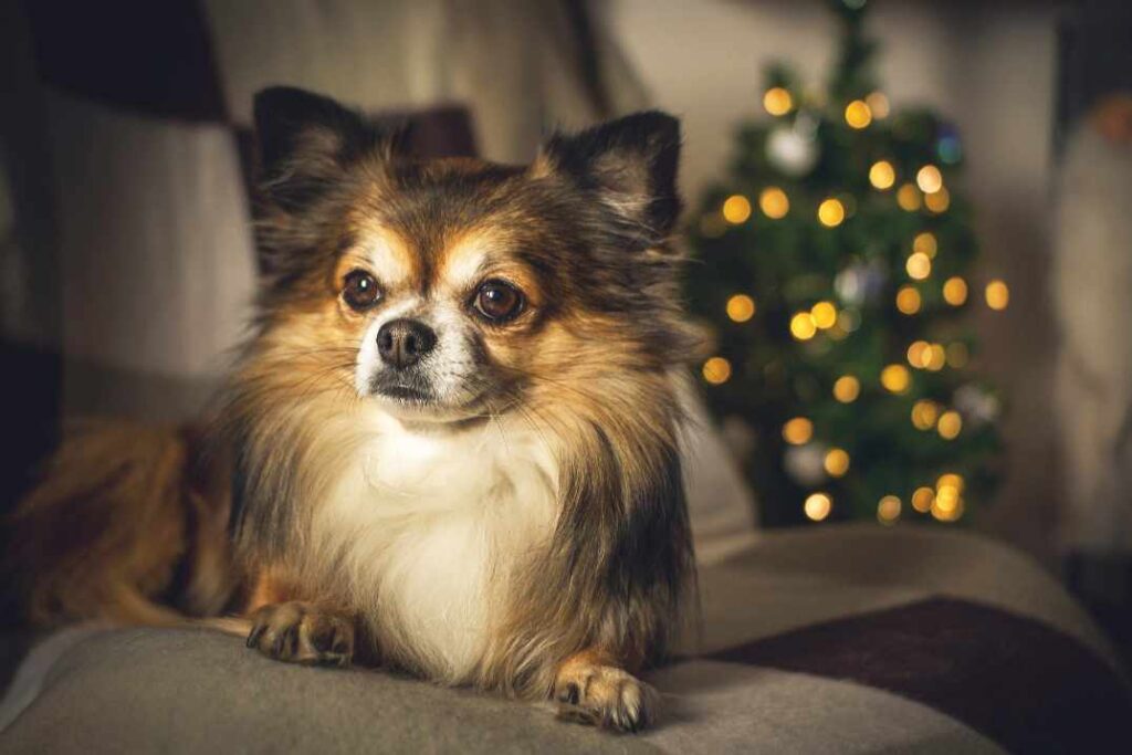 chihuahua długowłosa