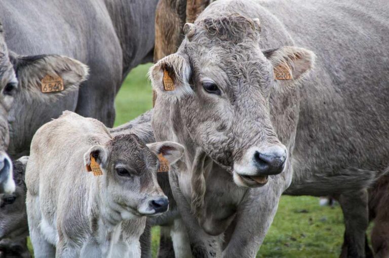 Read more about the article Ile żołądków ma krowa? Unikalny system trawienny bydła