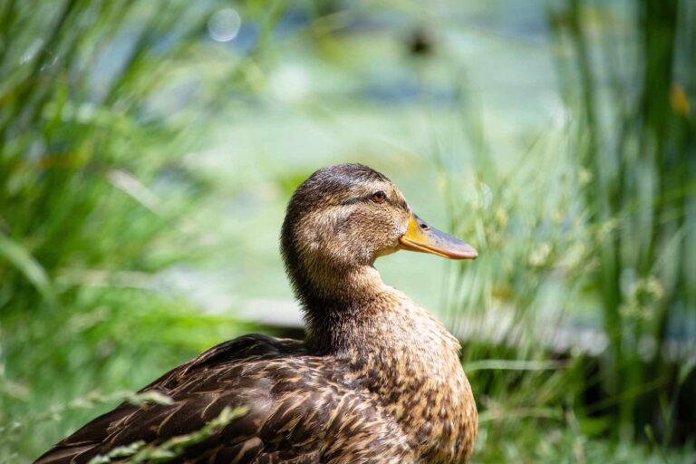 Read more about the article Z czego głównie składa się dieta dzikich kaczek w naturze?