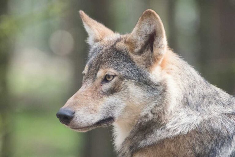 Read more about the article 20 Ciekawostek dla Dzieci o Wilkach