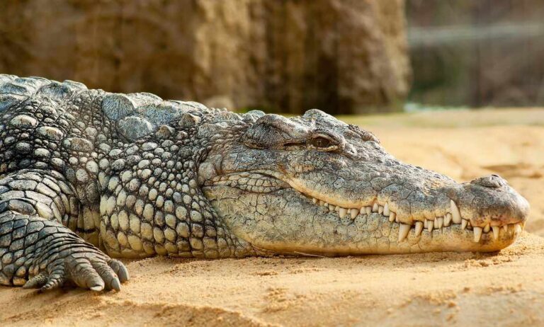 Read more about the article Co jedzą krokodyle: czy jedzą padlinę?