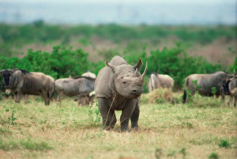 Read more about the article Co lubią jeść nosorożce: Żywienie nosorożców