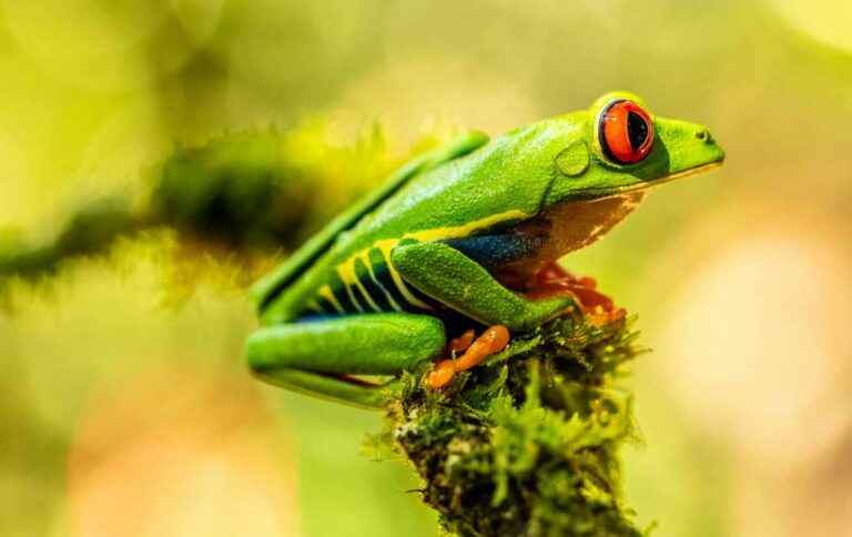 Read more about the article Interesujące ciekawostki dla dzieci o żabach