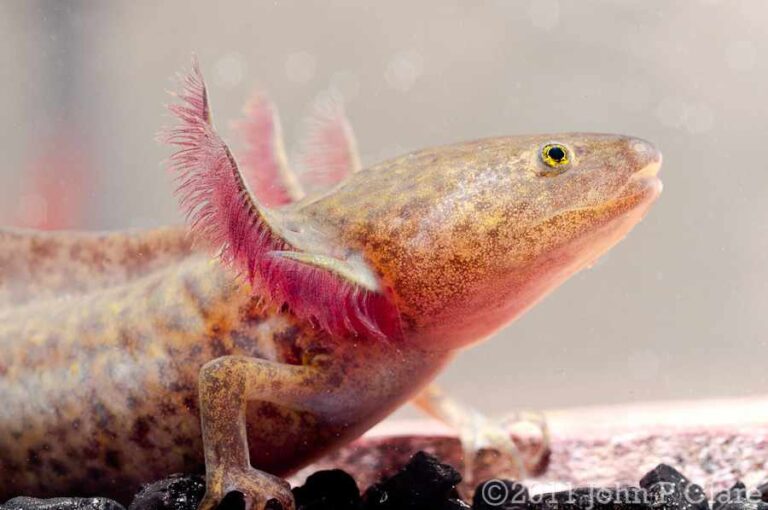 Read more about the article Co jest podstawą diety aksolotla (Ambystoma meksykańska)