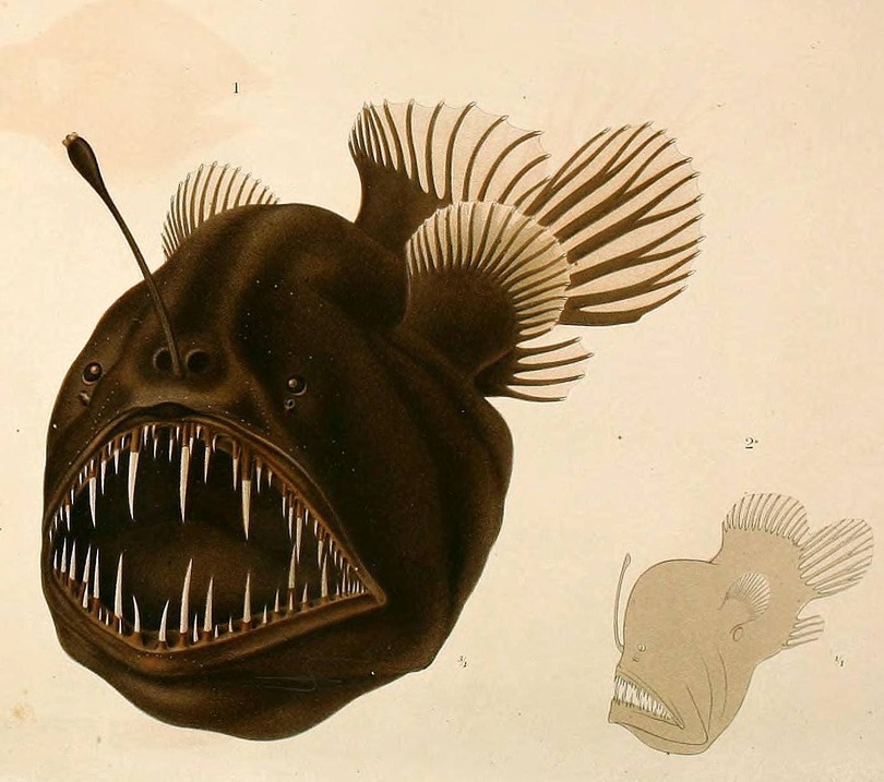 Ryba ze światełkiem