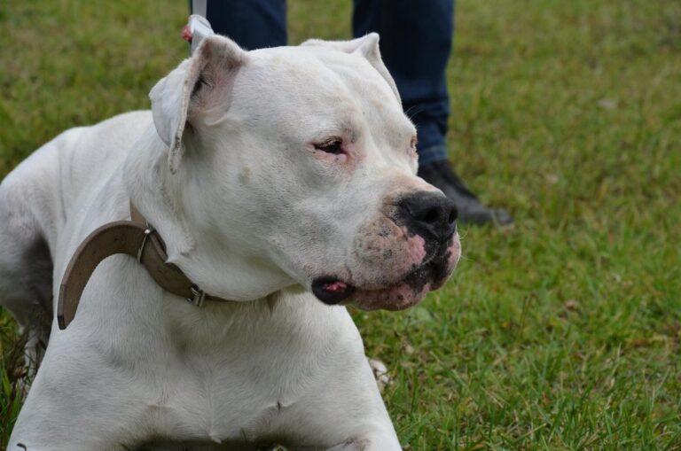 Read more about the article Biały amstaff: cechy, pielęgnacja i wskazówki wychowawcze