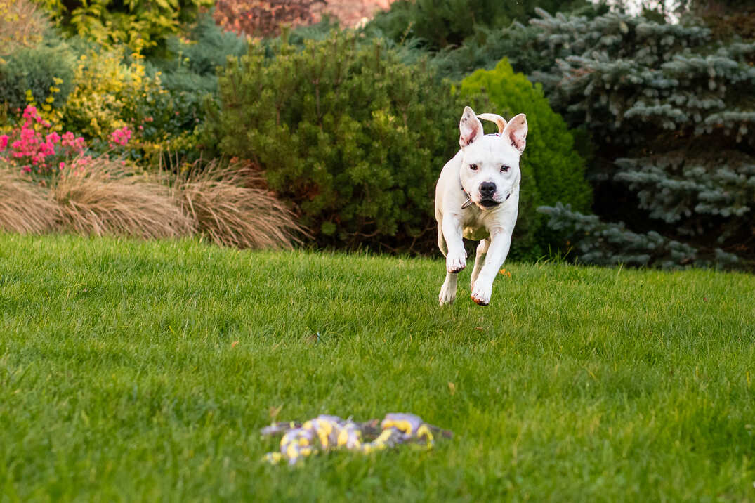 biały amstaff w biegu