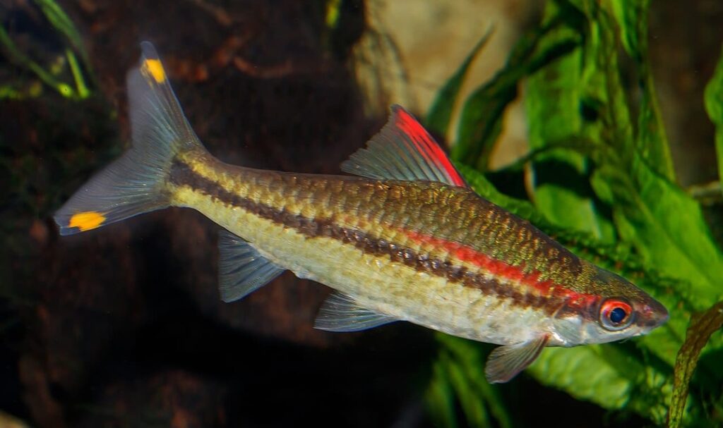 Danio