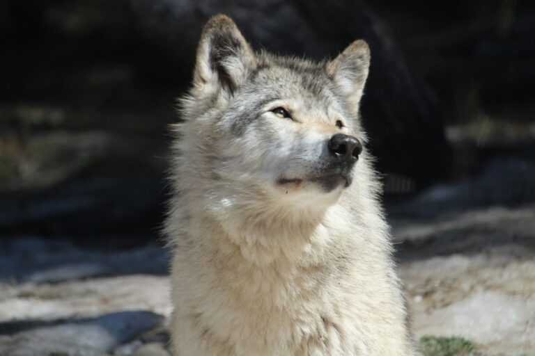 Read more about the article 60 ciekawostek o wilkach