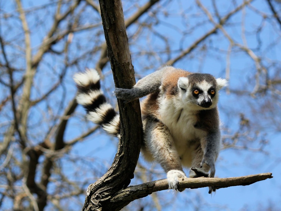 lemur