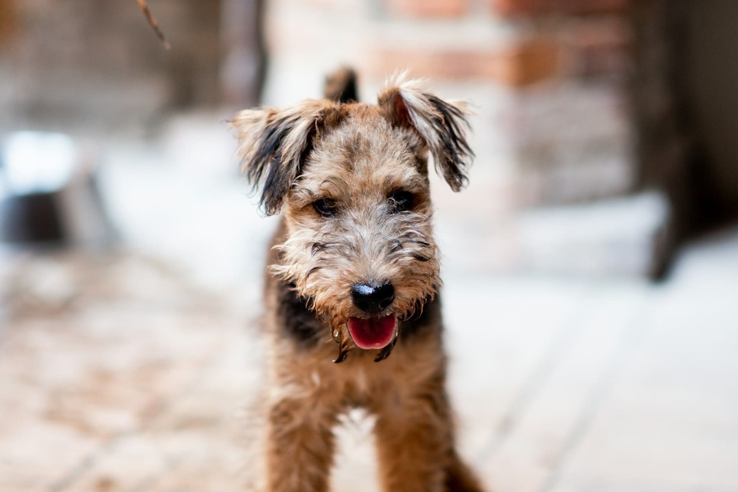 Airedale Terier