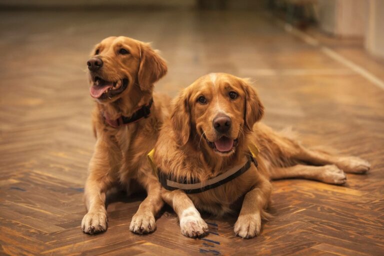 Read more about the article Długowłosy labrador: co to za rasa, przewodnik pielęgnacyjny