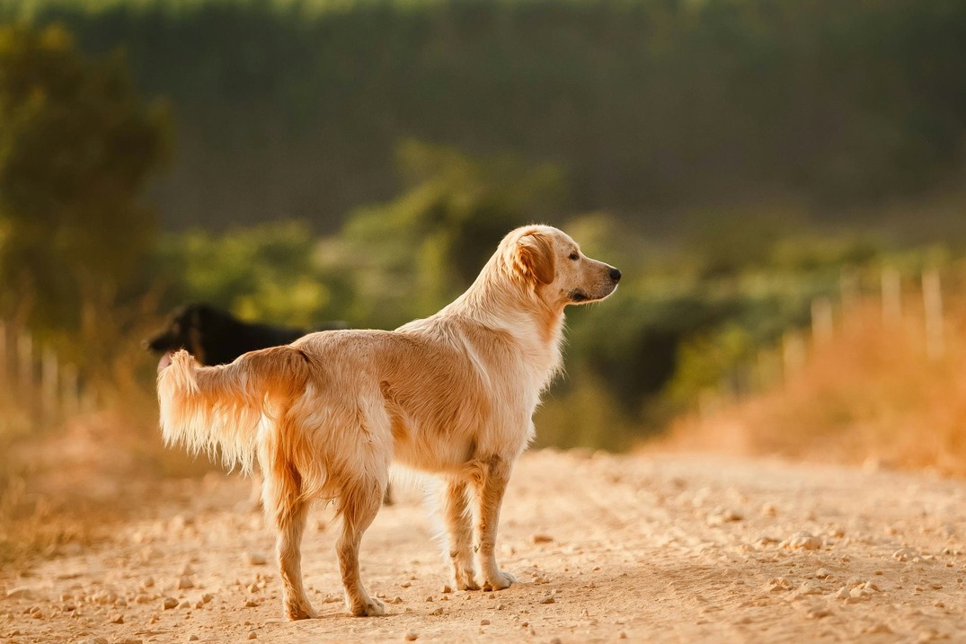 pies golden retriver
