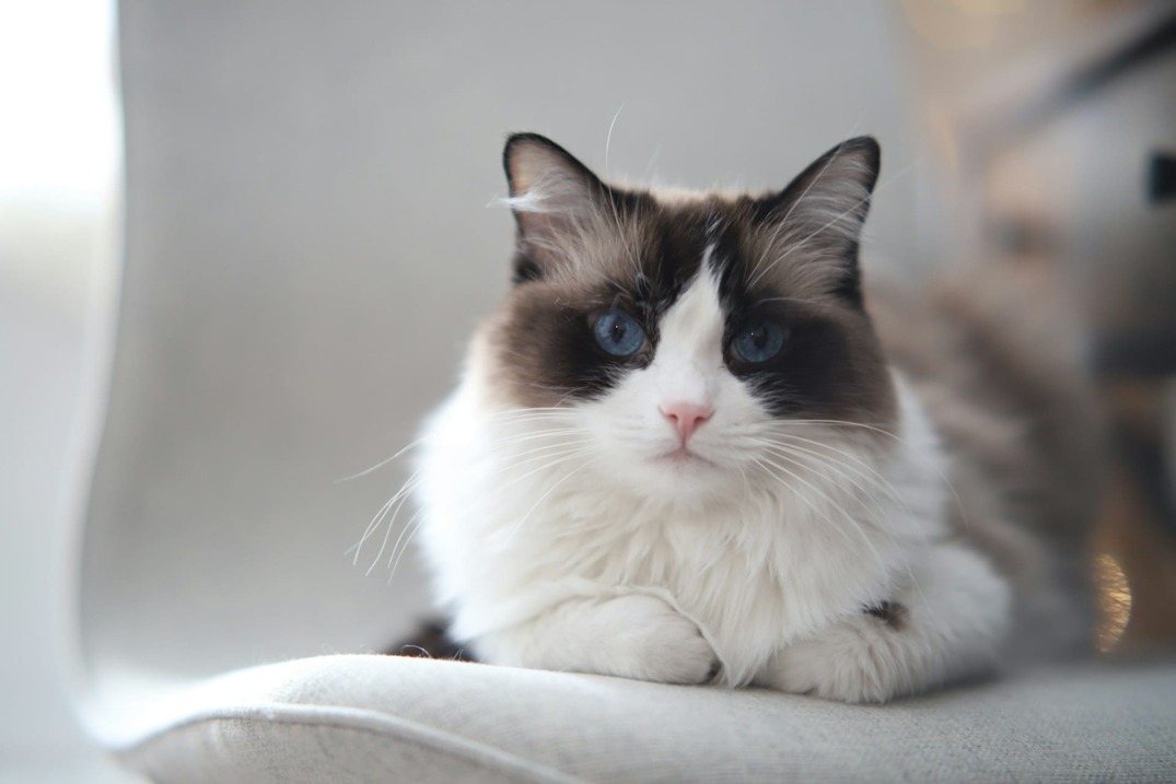 Ciekawostki o kotach Ragdoll 8475
