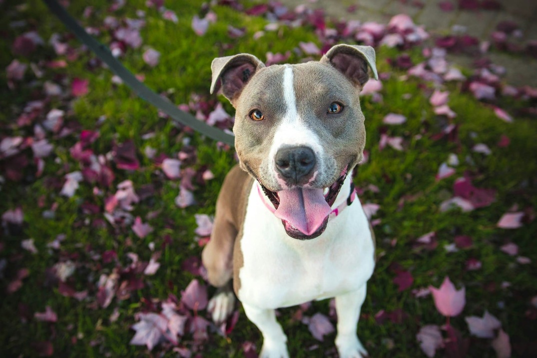 amstaff
