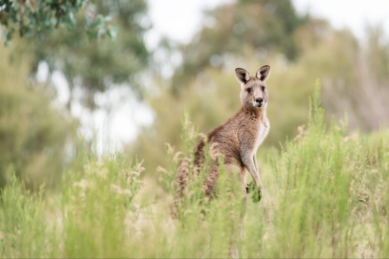 Read more about the article 30 ciekawostek o kangurach z Australii