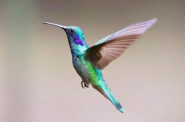 Read more about the article Czy znasz te ciekawostki o kolibrach?