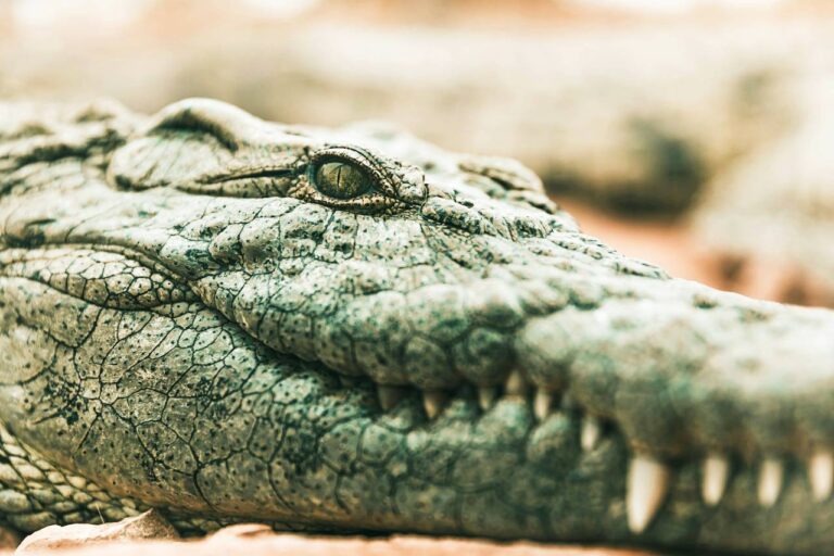 Read more about the article 30 ciekawostek o krokodylach
