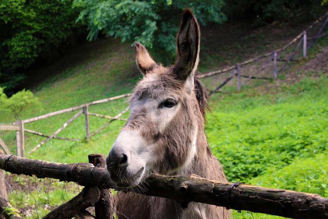 osioł