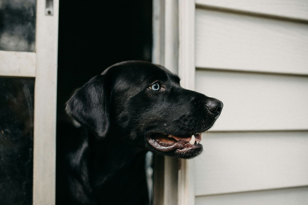 czarny labrador