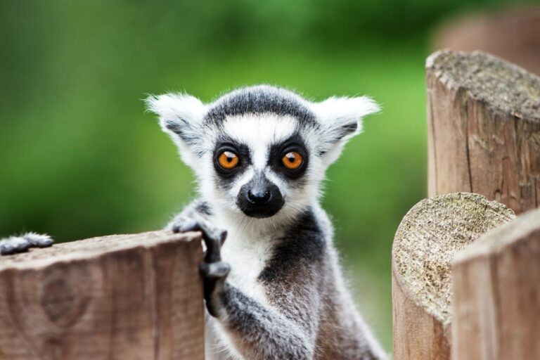 Read more about the article Jak żywią się lemury? Dieta żywieniowa lemurów