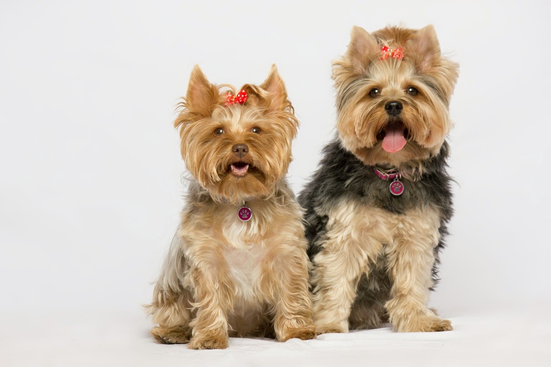 Yorkshire terrier