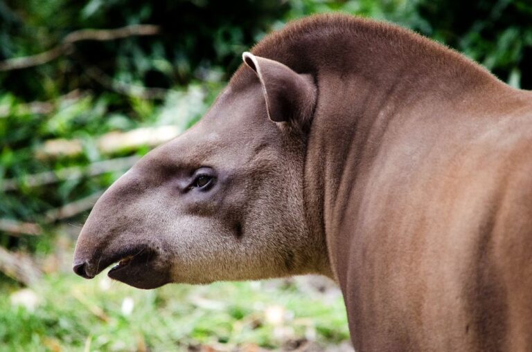 Read more about the article 34 ciekawostki o tapirach