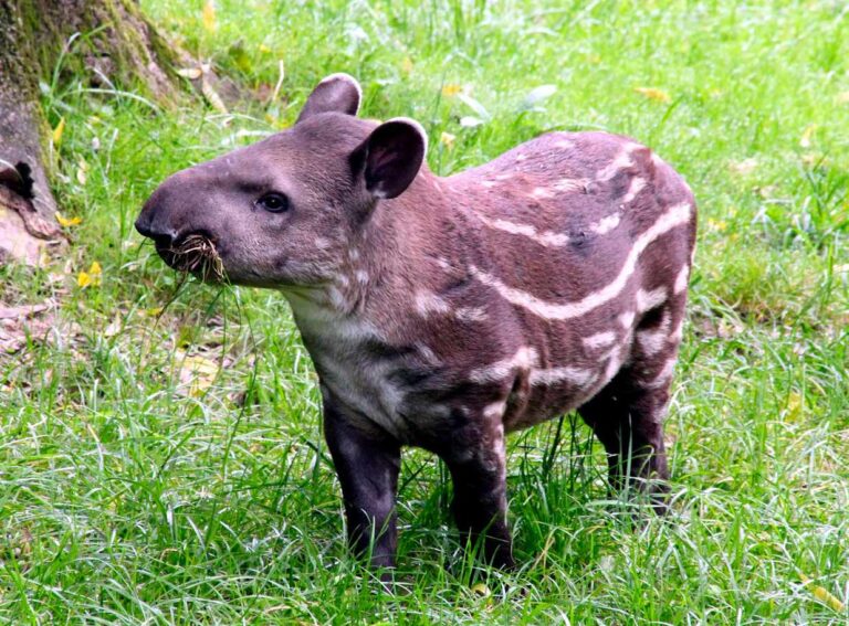 Read more about the article Co jedzą tapiry
