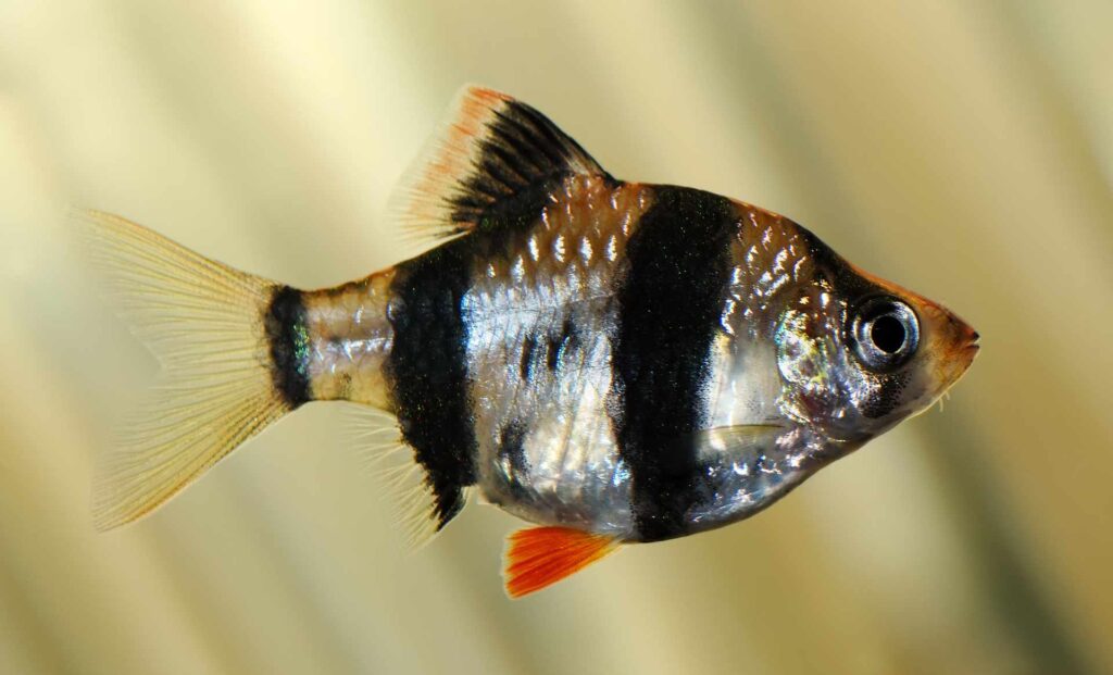 Brzanka sumatrzańska