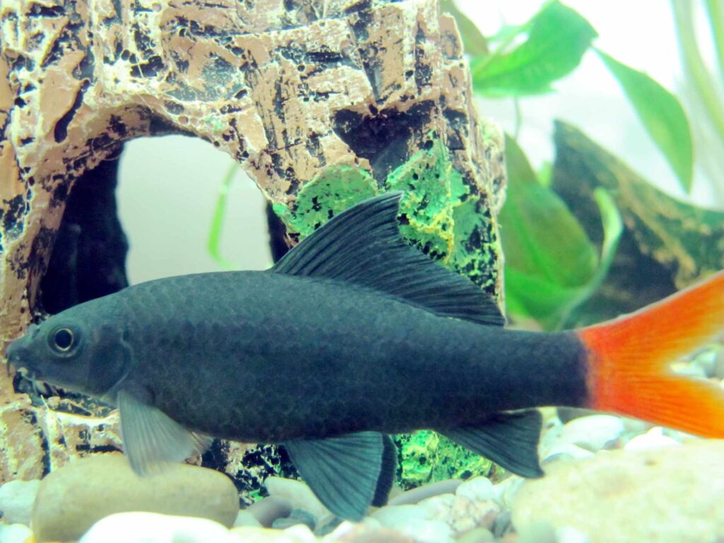 Labeo (Grubowarg dwubarwny)