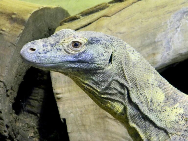 Read more about the article Co jedzą warany z komodo? Czy zjadają ludzi?