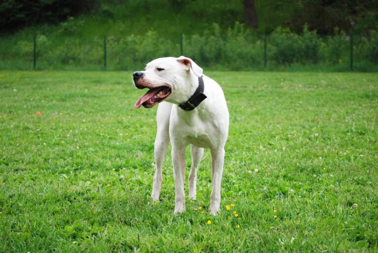 Read more about the article Dog argentyński: Kluczowe informacje o tej rasie psów