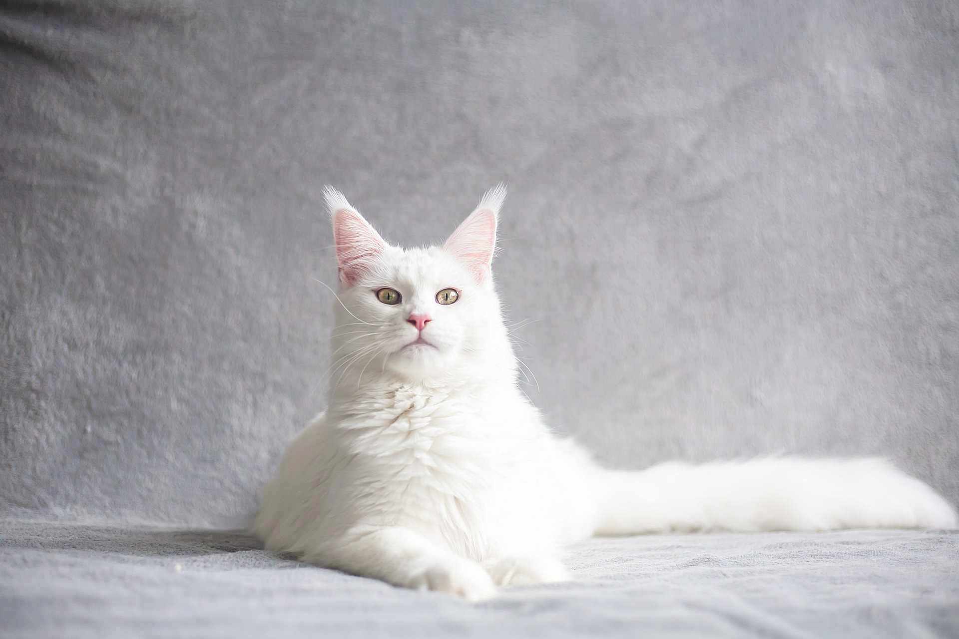 Biały kot rasy Maine Coon leży spokojnie na szarej powierzchni, patrząc bezpośrednio w obiektyw ze spokojnym i opanowanym wyrazem pyszczka.