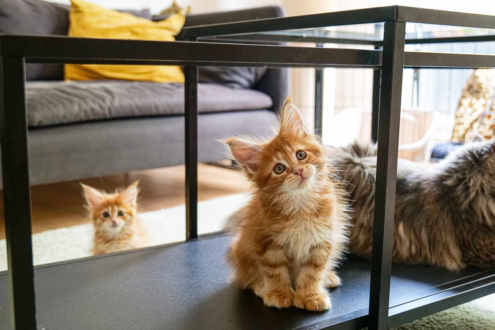 Dwa kocięta rasy Maine Coon w domowym otoczeniu