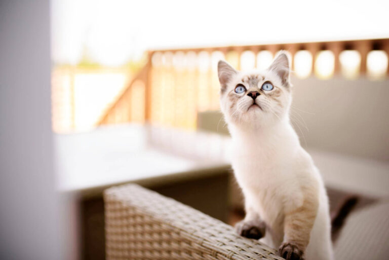 Read more about the article Ragdoll – Pełny przewodnik po rasie kota