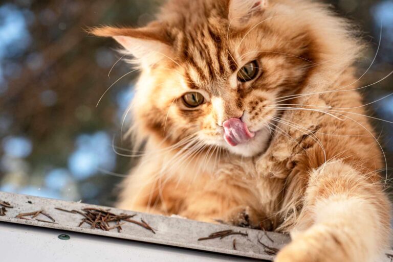 Read more about the article Koty Maine Coon: historia, charakterystyka, pielęgnacja i zdrowie